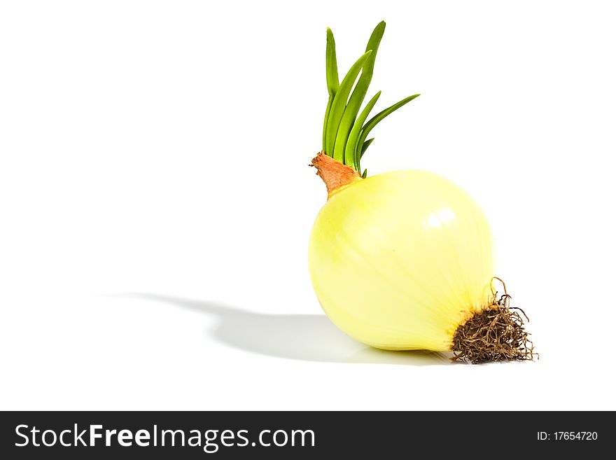 Onion with sprouts isolated on white