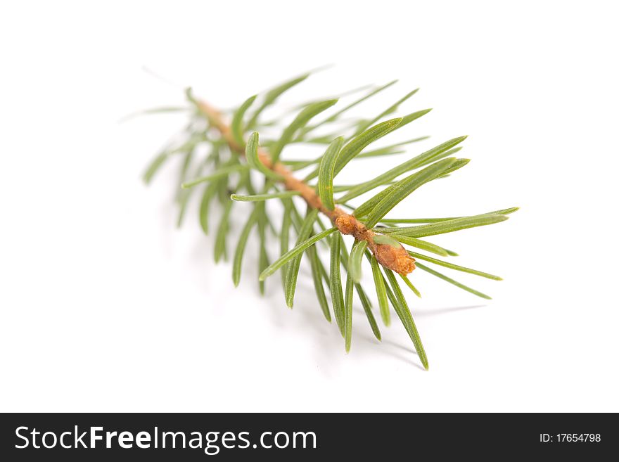 Small branch of fir isolated on white