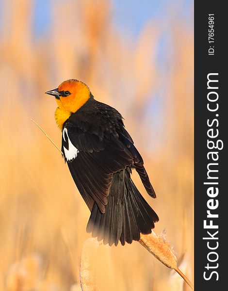 Yellow-headed Blackbird perched among cattails in a Montana wetland. Yellow-headed Blackbird perched among cattails in a Montana wetland.