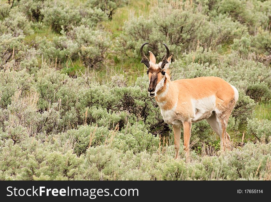 Pronghorn In Sagebrush