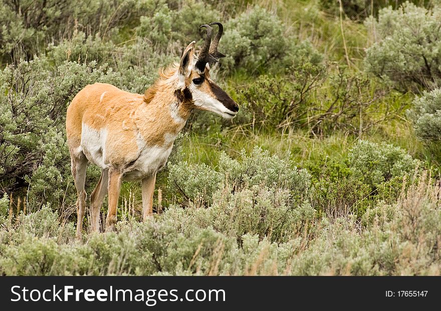 Pronghorn In Sagebrush