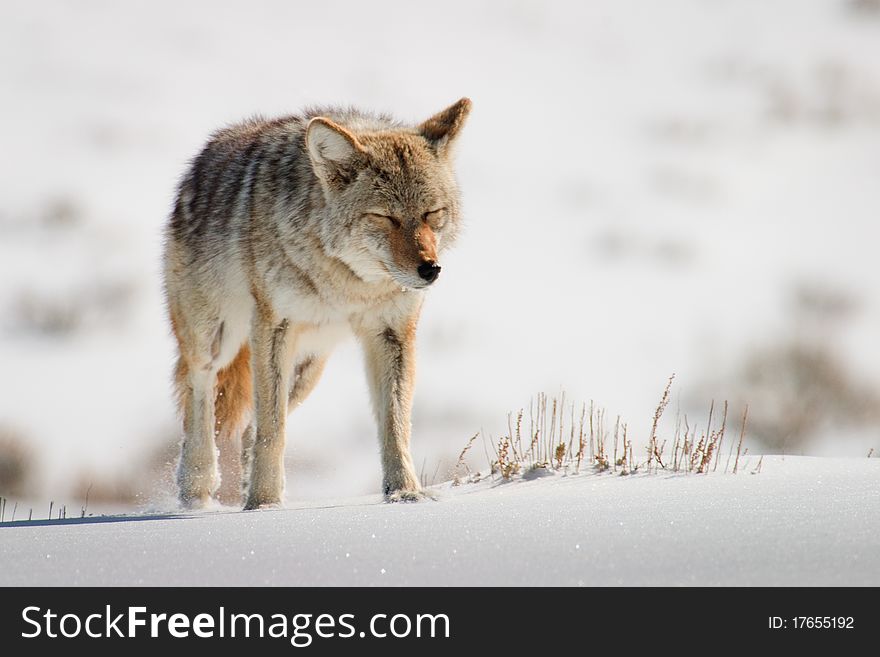 Coyote in walking on bright white snow in Yellowstone National Park. Coyote in walking on bright white snow in Yellowstone National Park.
