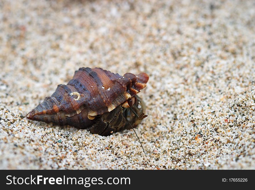 Hermit crab in snail shell on white sand beach in Costa Rica. Hermit crab in snail shell on white sand beach in Costa Rica.