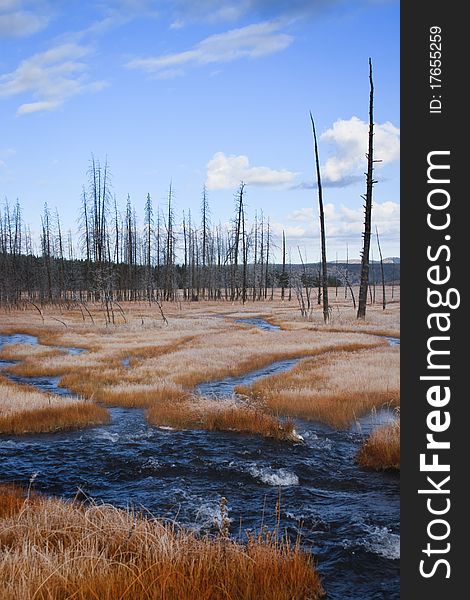 Dead Forest And Stream In Yellowstone