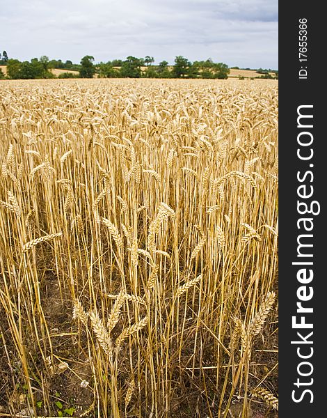 Field of wheat ready for harvesting. Field of wheat ready for harvesting