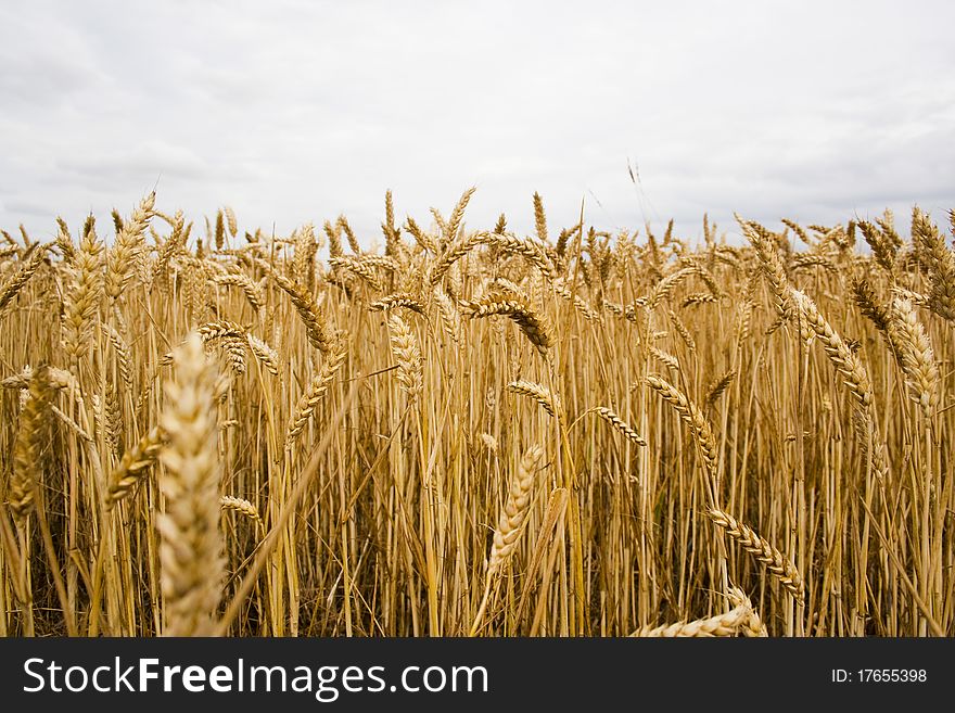Field of wheat ready for harvest. Field of wheat ready for harvest