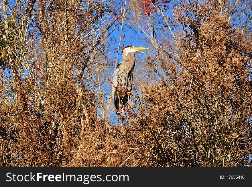 Great Blue Heron in Tree over river