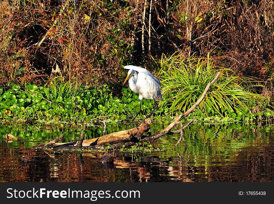 Great Egret On Log in River