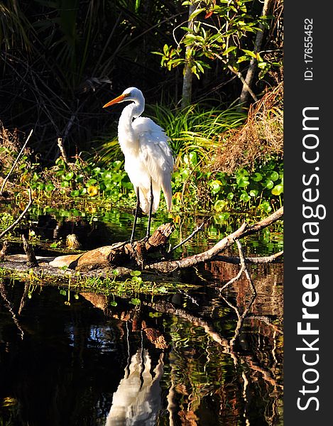 Great Egret Fluffing Feathers on river in Florida