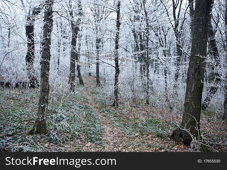 Forest Path In Winter