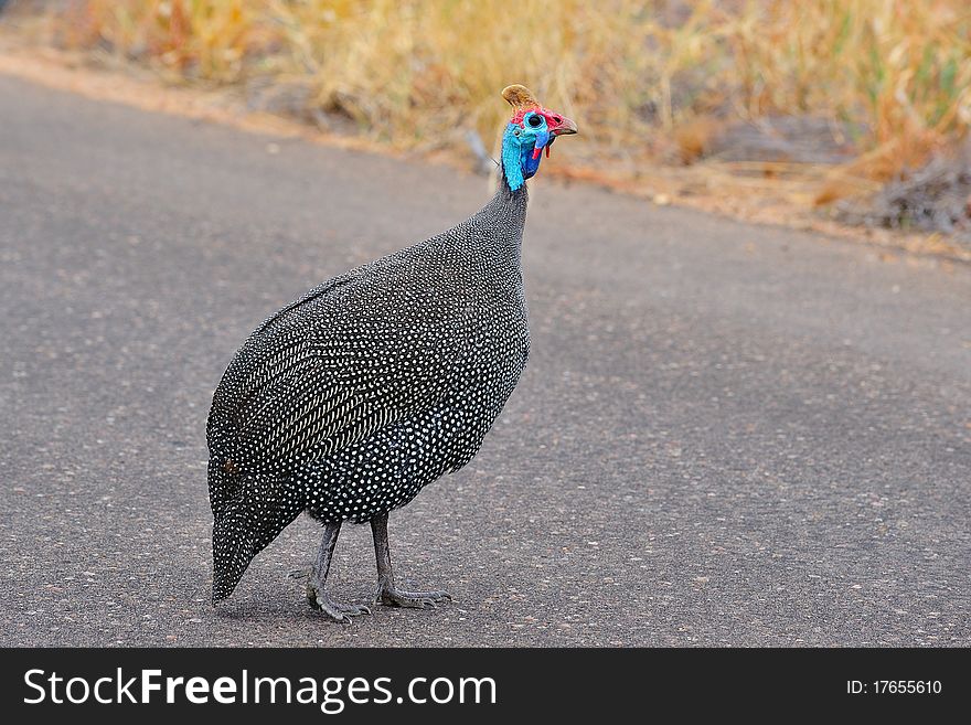 Helmeted Guineafowl (Numida meleagris) walking on the road. It is the best known of the guineafowl bird family (South Africa).