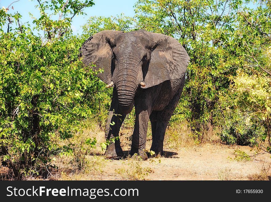 African Elephant (Loxodonta africana) in the African bush (South Africa).