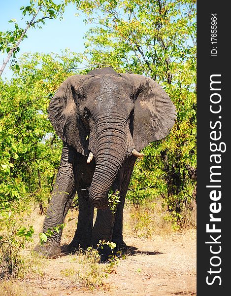African Elephant (Loxodonta africana) in the African bush (South Africa).