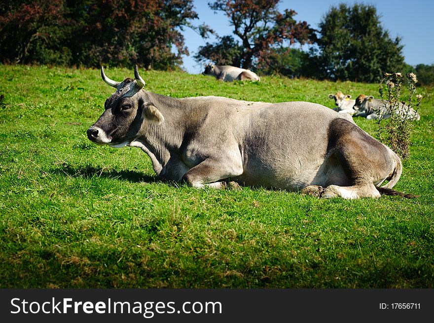 Swiss Cattle Resting in the fresh Meadow