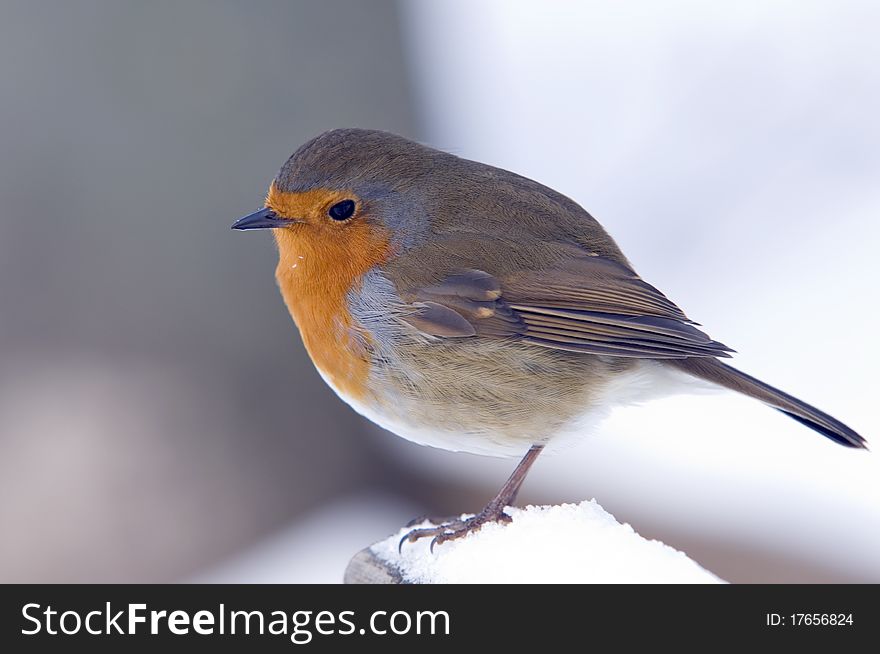 Robin Perched On A Snow Covered Bench