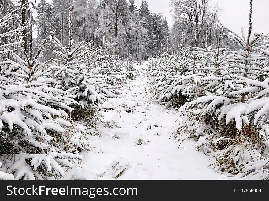 Forest tree nursery in winter,here in Czech republic. Forest tree nursery in winter,here in Czech republic.