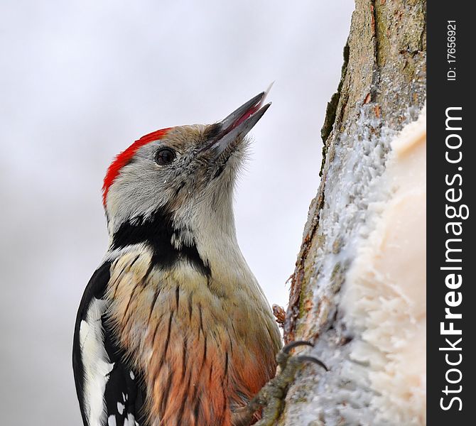 Young One Of Great Spotted Woodpecker