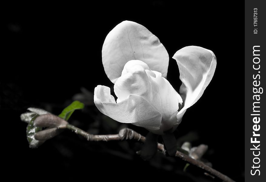 White Magnolia flower on black background