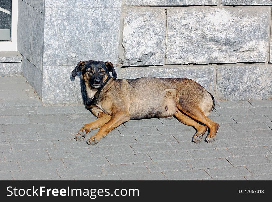 Urban Dog is one of medium height, muzzle-dark-brown-gray body, intelligent mind, eyes closed, ears lowered, legs stretched out, lying on the pavement, nature, natural world, behind the dog's granite wall, resting, cityscape , pet, close up,