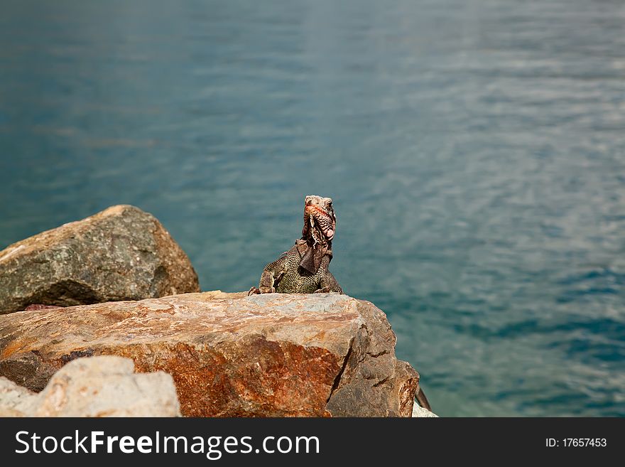 Iguana on a rock wall in the Caribbean. Iguana on a rock wall in the Caribbean