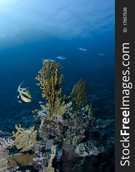 Coral reef