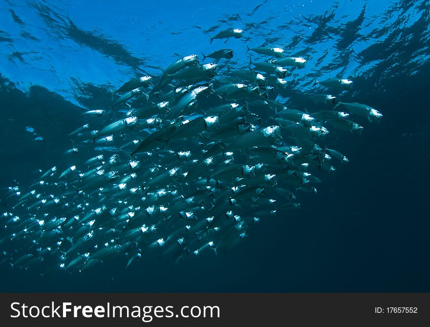 School of striped Mackerel feeding on a reef in the Red Sea, Egypt