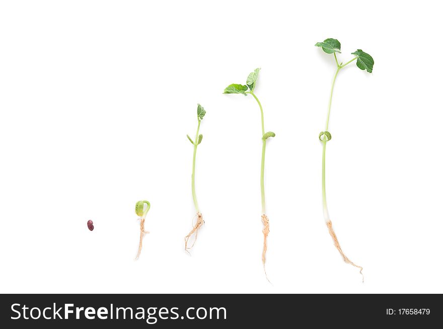 Small plants on white background