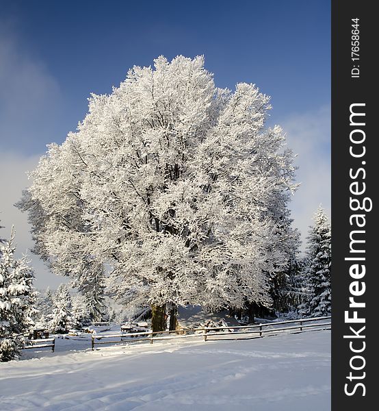 Beautiful landscape with now tree under blue sky. Beautiful landscape with now tree under blue sky