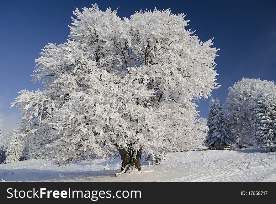Snow tree under blue sky