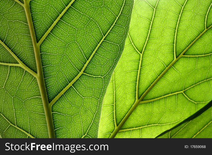 The undersides of two leaves of a ficus plant. The undersides of two leaves of a ficus plant.