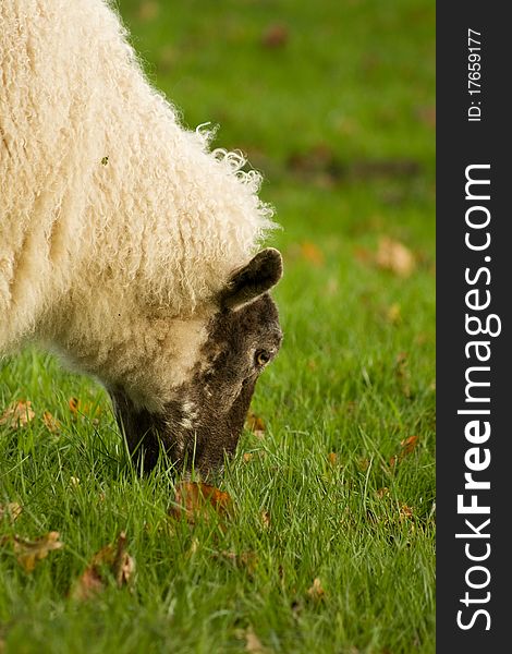 White sheep with black head heaving lunch. White sheep with black head heaving lunch