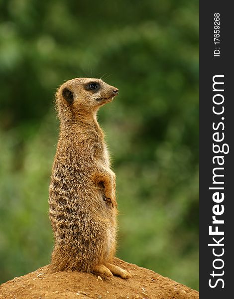 Standing meerkat suricate on the green background. Standing meerkat suricate on the green background