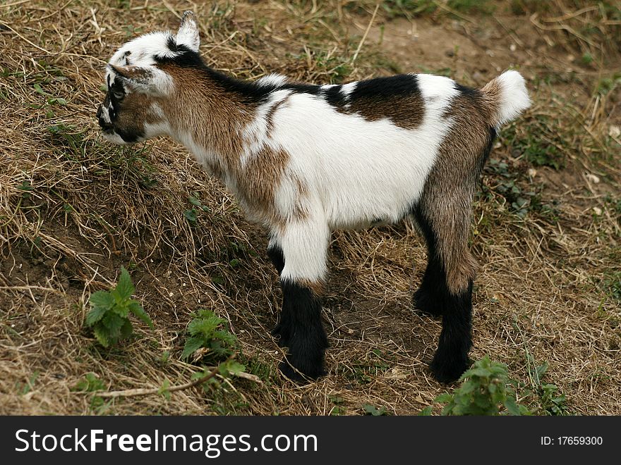 Little wild farm goat kid