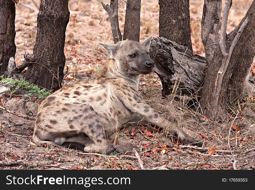 Spotted hyena in Kruger National Park, South Africa. Spotted hyena in Kruger National Park, South Africa