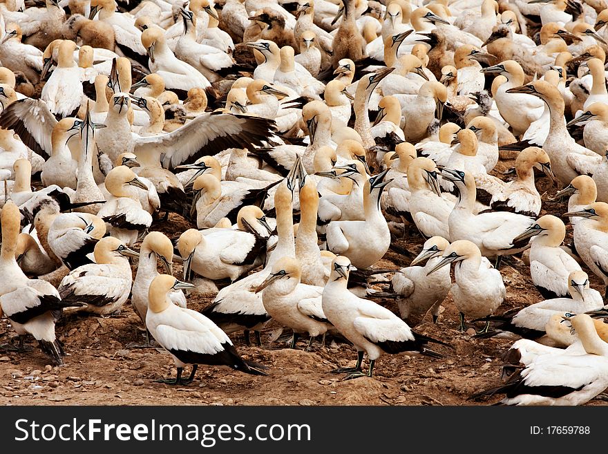 Colony of cape gannets at Lamberts Bay bird island, South Africa