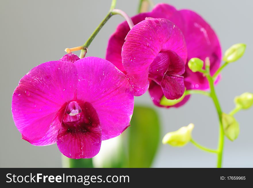 Close up for purple Dendrobium orchid