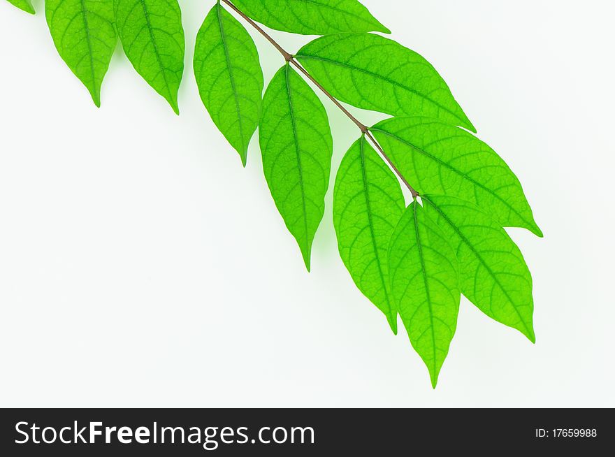 Green Leaf Isolate On White Background