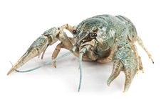 Crayfish Stock Photography Crayfish Stock Photography