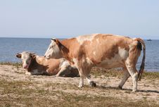 Two Cows On The Bank Stock Photography Two Cows On The Bank Stock Photography