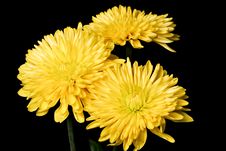 Yellow Spider Mum Stock Photography Yellow Spider Mum Stock Photography