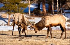 Elk At Play Stock Photography Elk At Play Stock Photography