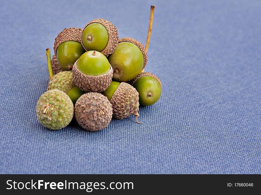 Green acorns on blue background