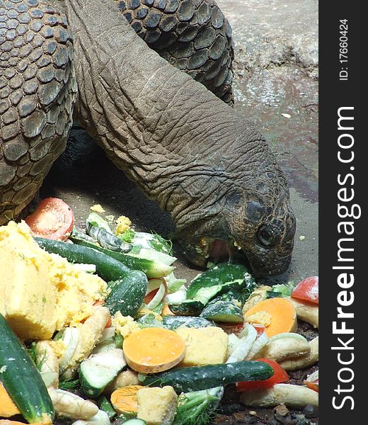 Feeding of the Galápagos tortoise. Feeding of the Galápagos tortoise