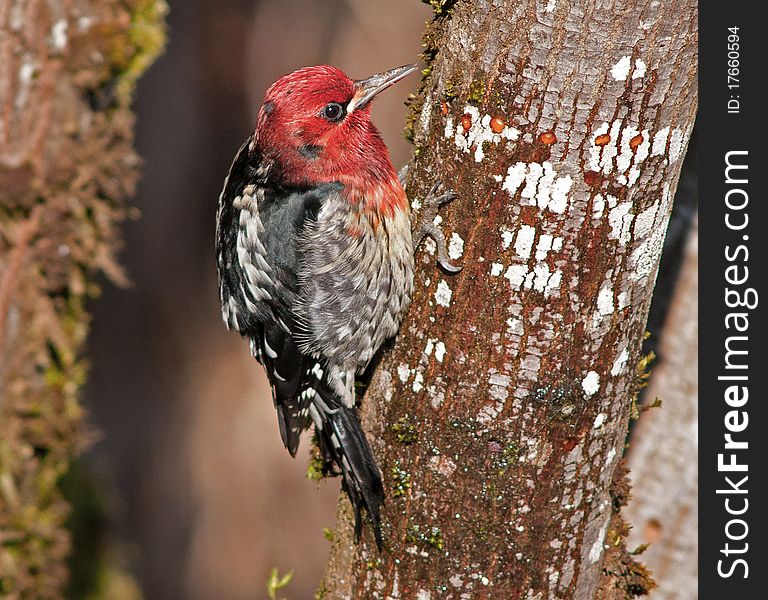 A Red-Breasted Sapsucker is photographed doing what created his name, sap sucking. A Red-Breasted Sapsucker is photographed doing what created his name, sap sucking.