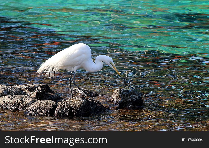 Eastern Great Egret (Ardea Modesta)