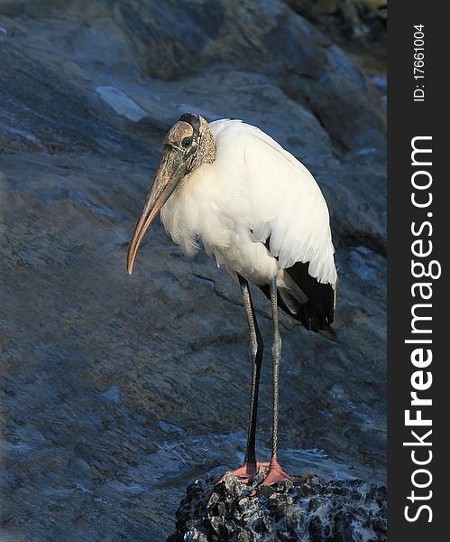 Wood Stork (Mycteria americana) standing on rocks.