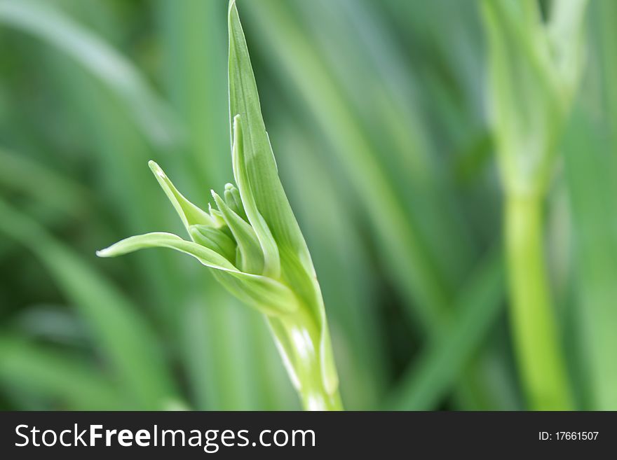 Closeup of green grass leaf outdoors in green background