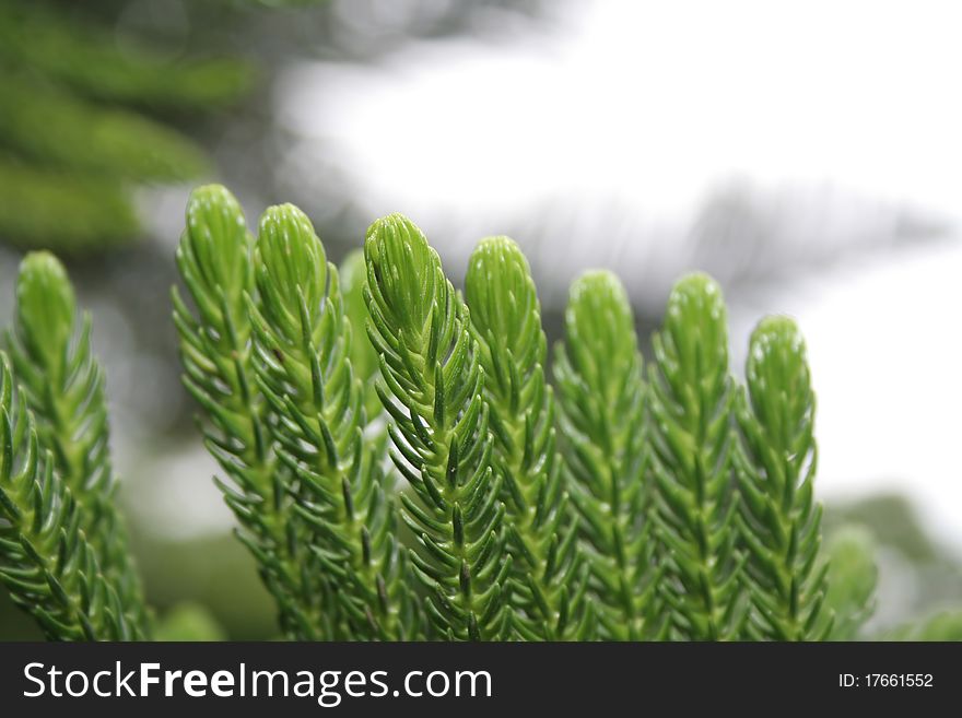 Green cooky pine which is also called Araucaria cookii and it is native to South America and Australia