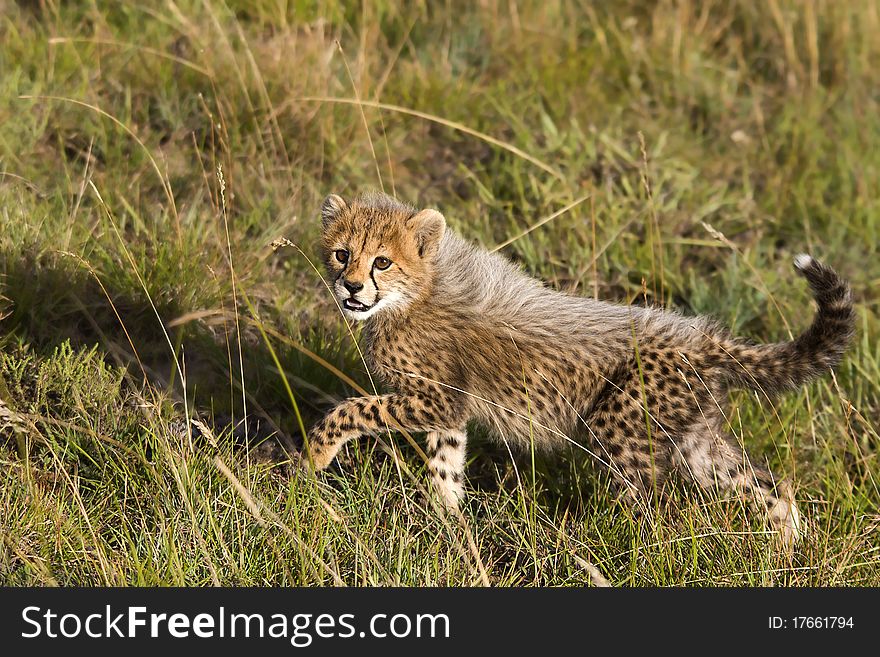 Curious cheetah cub on the open plains. Curious cheetah cub on the open plains