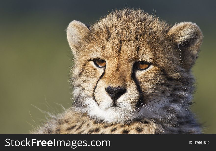 Cheetah portrait